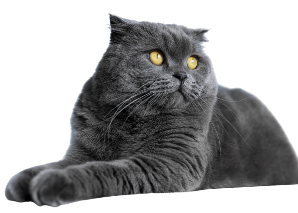 
Лучшие нейросети для обработки фото						