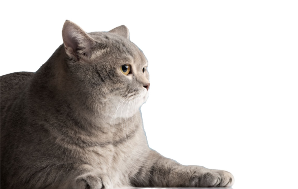 
Лучшие нейросети для обработки фото						