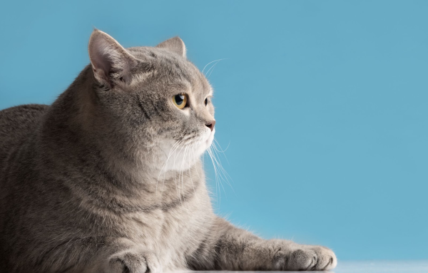 
Лучшие нейросети для обработки фото						