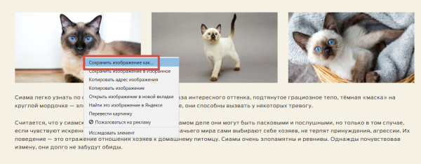 Что такое веб-страница простыми словами Что такое веб-страница простыми словами